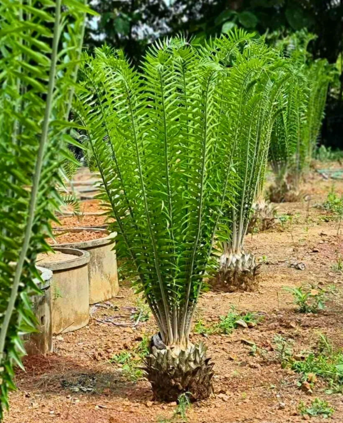Encephalartos Gratus 3 Pieces Seeds