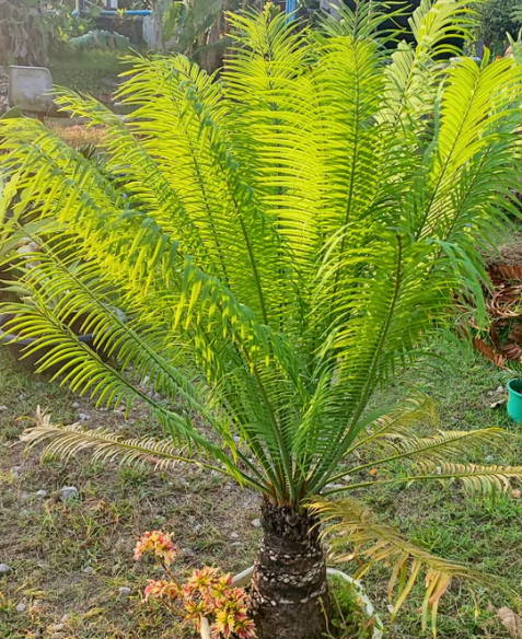 Cycas Pectinata 3 Pieces Seeds