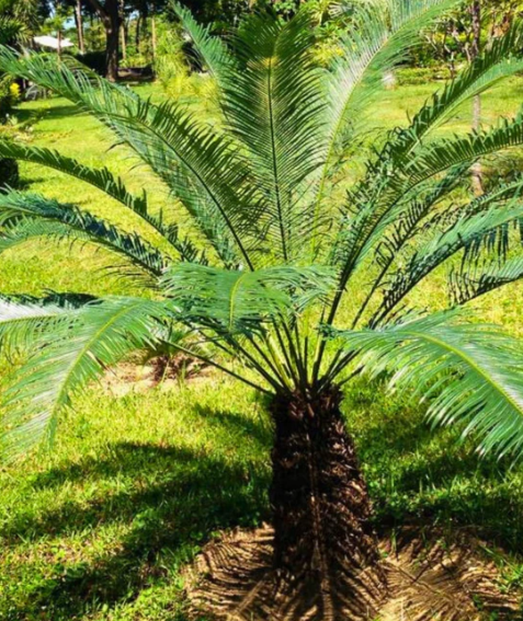 Cycas Pectinata 3 Pieces Seeds