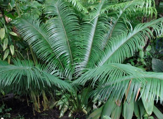 Cycas wadei 2 Pieces Seeds