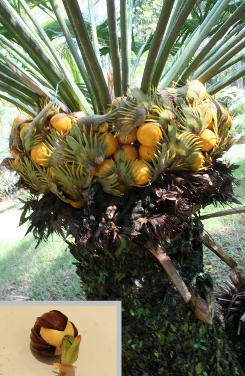 Cycas wadei 2 Pieces Seeds