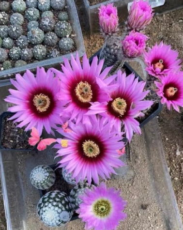 Echinocereus melanocentrus 10 Pieces Seeds