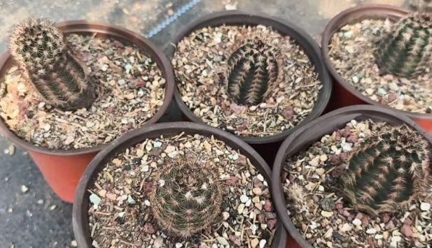Echinocereus melanocentrus 10 Pieces Seeds