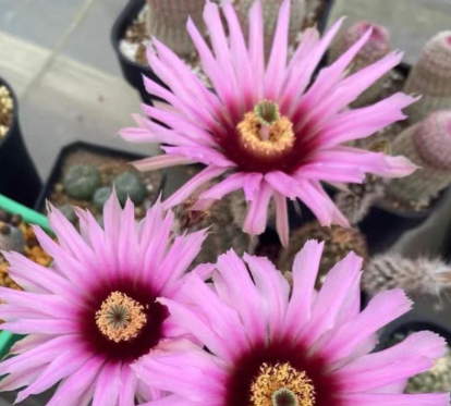 Echinocereus melanocentrus 10 Pieces Seeds