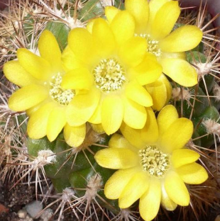 Weingartia chuquichuquinensis 10 Pieces Seeds
