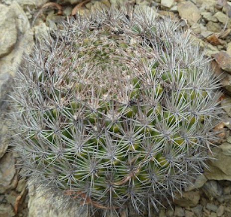 Weingartia chuquichuquinensis 10 Pieces Seeds