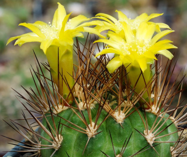 Weingartia lecoriensis 10 Pieces Seeds