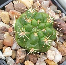 Weingartia lecoriensis 10 Pieces Seeds