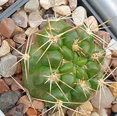 Weingartia lecoriensis 10 Pieces Seeds