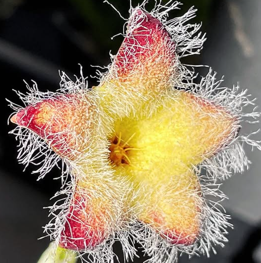 Tridentea marientalensis subsp. albipilosa 7 Pieces Seeds