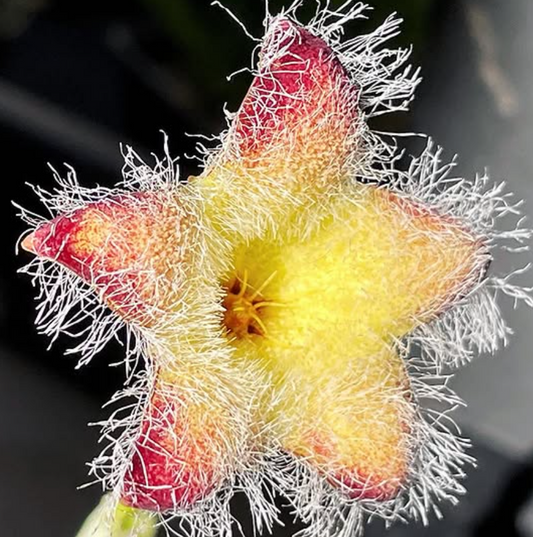 Tridentea marientalensis subsp. albipilosa 7 Pieces Seeds