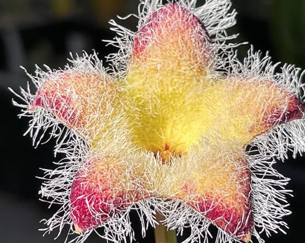 Tridentea marientalensis subsp. albipilosa 7 Pieces Seeds
