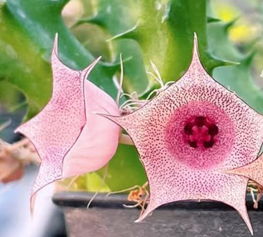 Huernia 'Pink circle' 7 Pieces Seeds