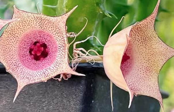 Huernia 'Pink circle' 7 Pieces Seeds