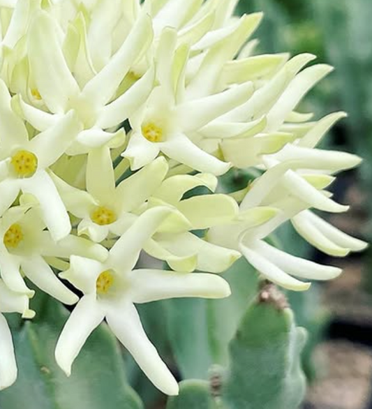 Caralluma flava var. Albiflora 8 Pieces Seeds