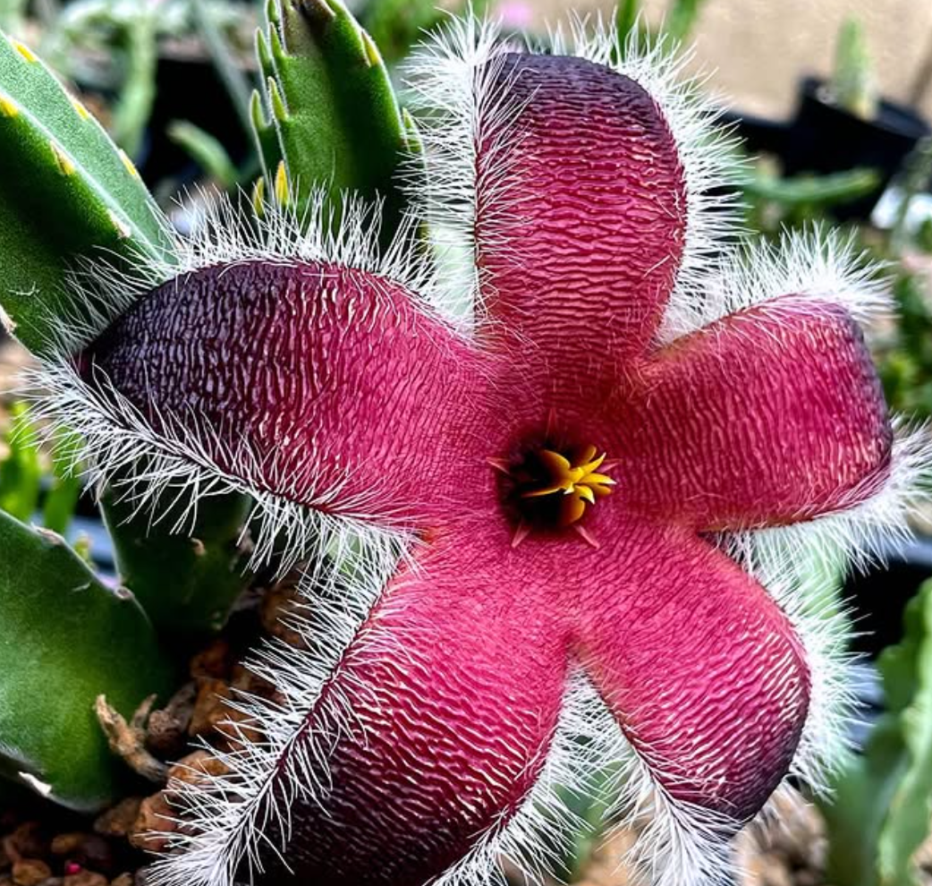 Stapelia grandiflora ssp. grandiflora 5 Pieces Seeds