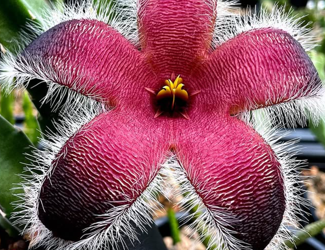 Stapelia grandiflora ssp. grandiflora 5 Pieces Seeds