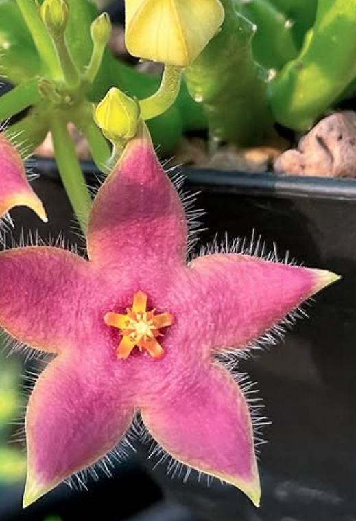 Stapelia divaricata pink 5 Pieces Seeds