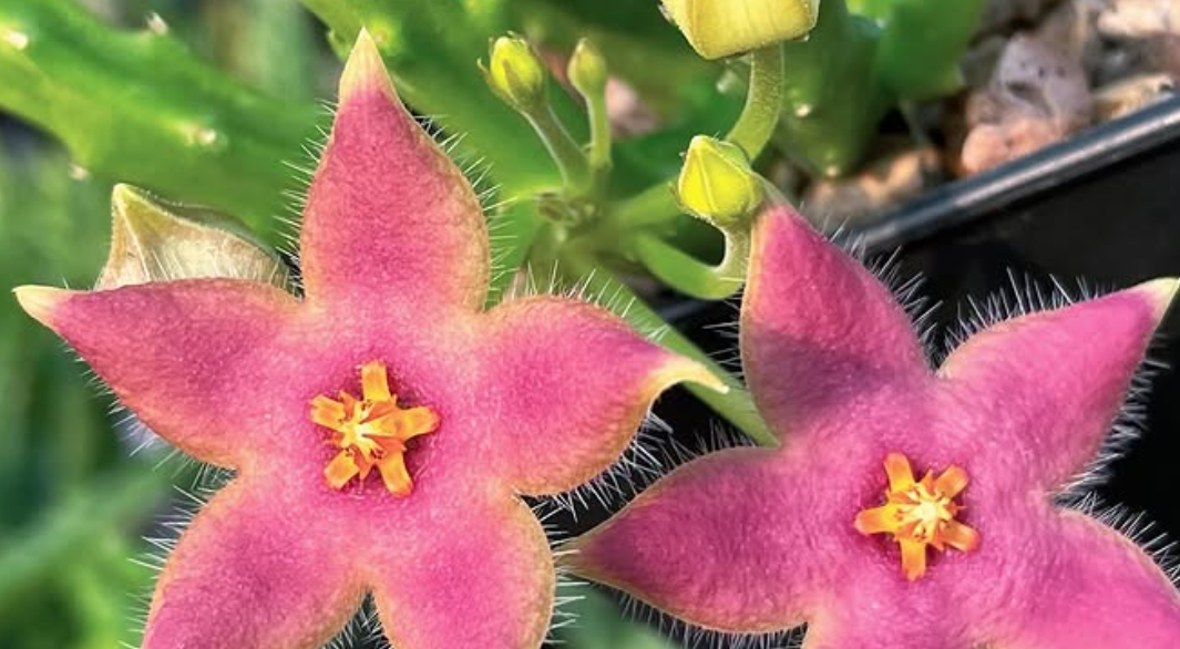 Stapelia divaricata pink 5 Pieces Seeds