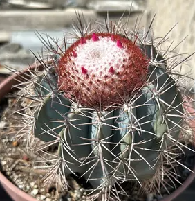 Melocactus zehntneri 15 Pieces Seeds