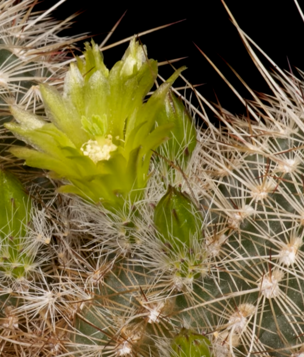 Echinocereus milleri 10 Pieces Seeds
