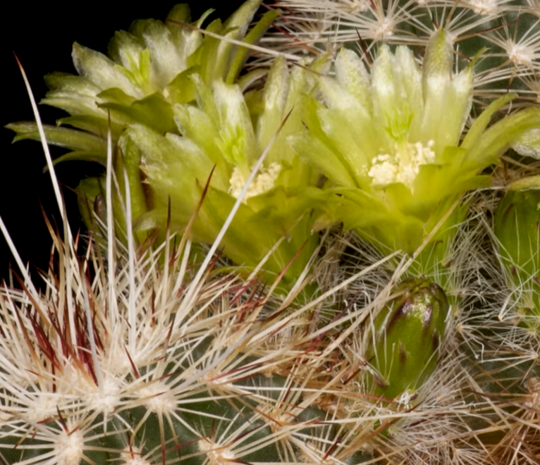 Echinocereus milleri 10 Pieces Seeds