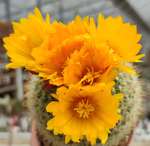 Parodia microsperma 20 Pieces Seeds