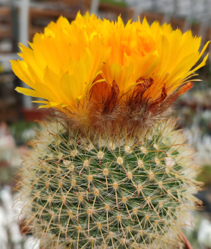 Parodia microsperma 20 Pieces Seeds