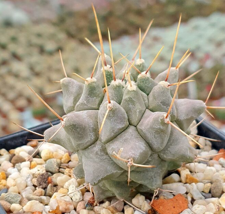 Thelocactus multicephalus 10 pieces Seeds