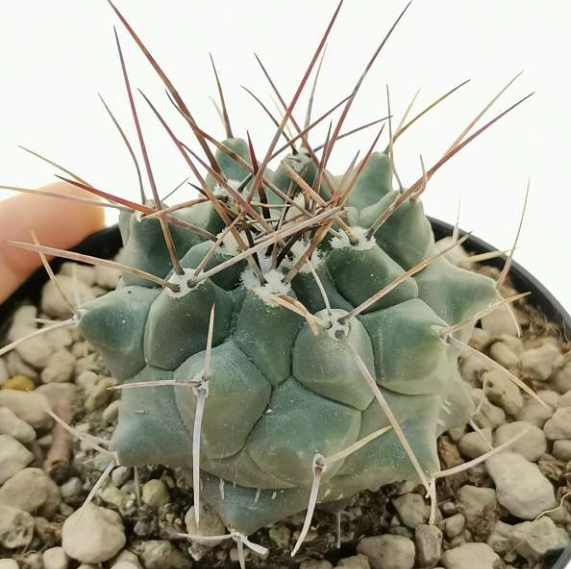 Thelocactus multicephalus 10 pieces Seeds