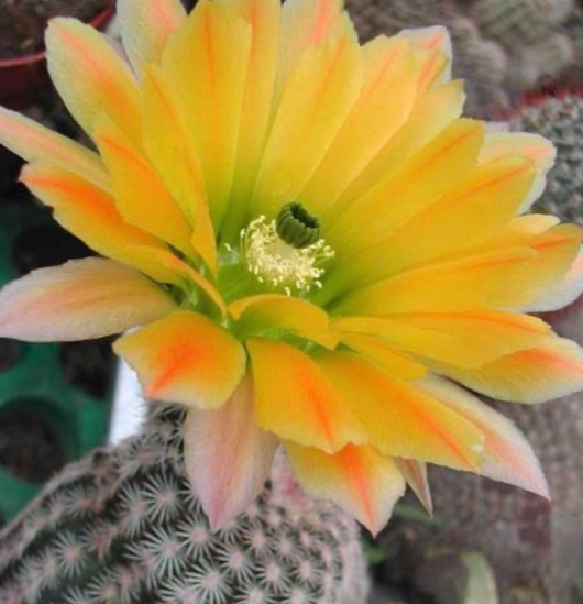 Echinocereus dasyacanthus var. ctenoides 10 Pieces Seeds