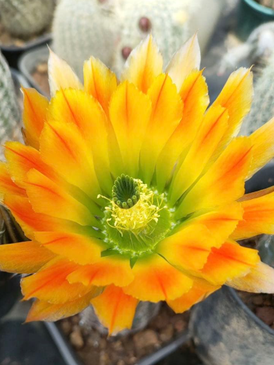 Echinocereus dasyacanthus var. ctenoides 10 Pieces Seeds