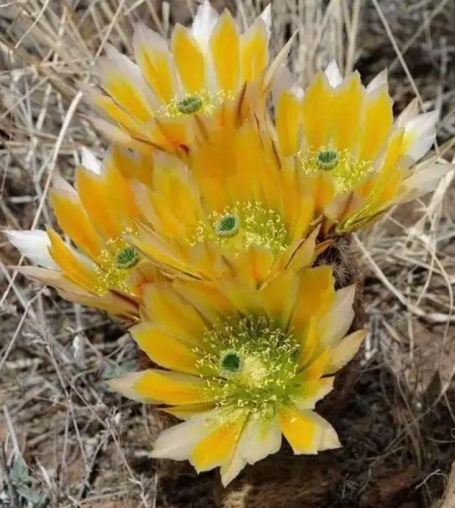 Echinocereus dasyacanthus var. ctenoides 10 Pieces Seeds