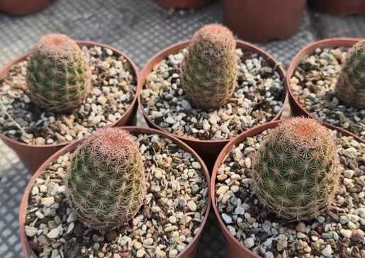 Echinocereus dasyacanthus var. ctenoides 10 Pieces Seeds