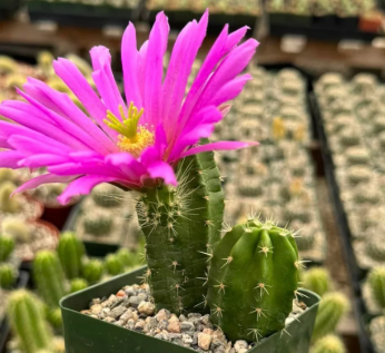 Echinocereus viereckii 10 Pieces Seeds