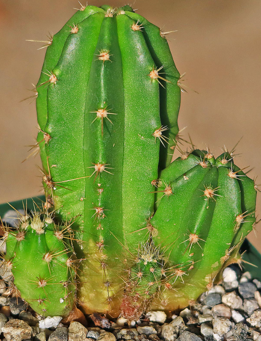 Echinocereus viereckii 10 Pieces Seeds