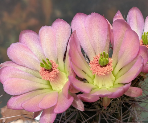 Echinocereus roetteri 10 Pieces Seeds