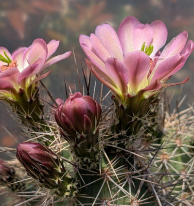 Echinocereus roetteri 10 Pieces Seeds