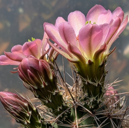 Echinocereus roetteri 10 Pieces Seeds