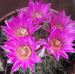 Mammillaria rubrograndis 10 Pieces Seeds