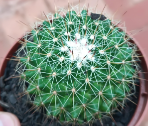 Mammillaria rubrograndis 10 Pieces Seeds