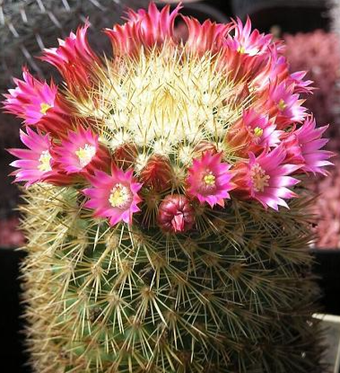 Mammillaria ruestii 10 Pieces Seeds