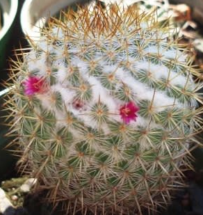 Mammillaria ruestii 10 Pieces Seeds