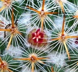 Mammillaria ruestii 10 Pieces Seeds