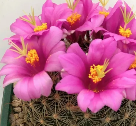 Mammillaria oliviae 10 Pieces Seeds