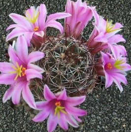 Mammillaria oliviae 10 Pieces Seeds