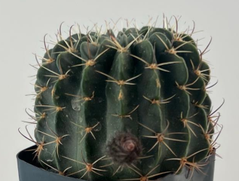 Echinopsis obrepanda v. calliantholiacina 10 Pieces Seeds