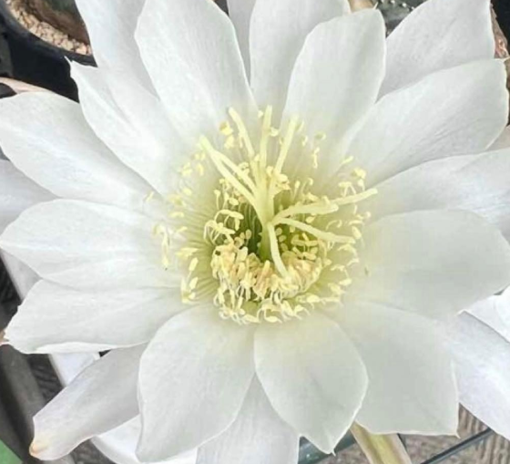 Echinopsis obrepanda v. calliantholiacina 10 Pieces Seeds