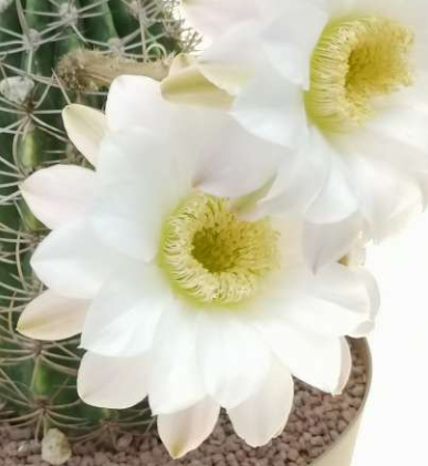 Echinopsis Leucantha 10 Pieces Seeds