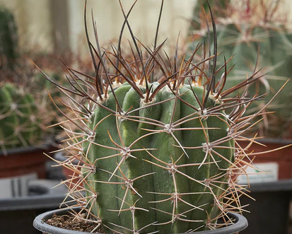 Echinopsis Leucantha 10 Pieces Seeds